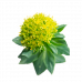 Rhodiolin- Rhodiola Rosea- 120 caps-adaptogen